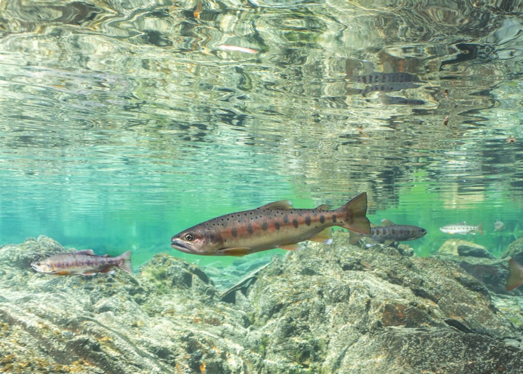 Formosan landlocked salmon